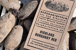 Kartoffelpflanzen in Landquart, LandquartKultur