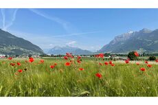 Fotowettbewerb LandquartKultur: Foto eingereicht von Sandra Joseph